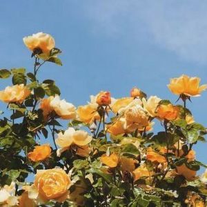 Meet your Posher, Aesthetic